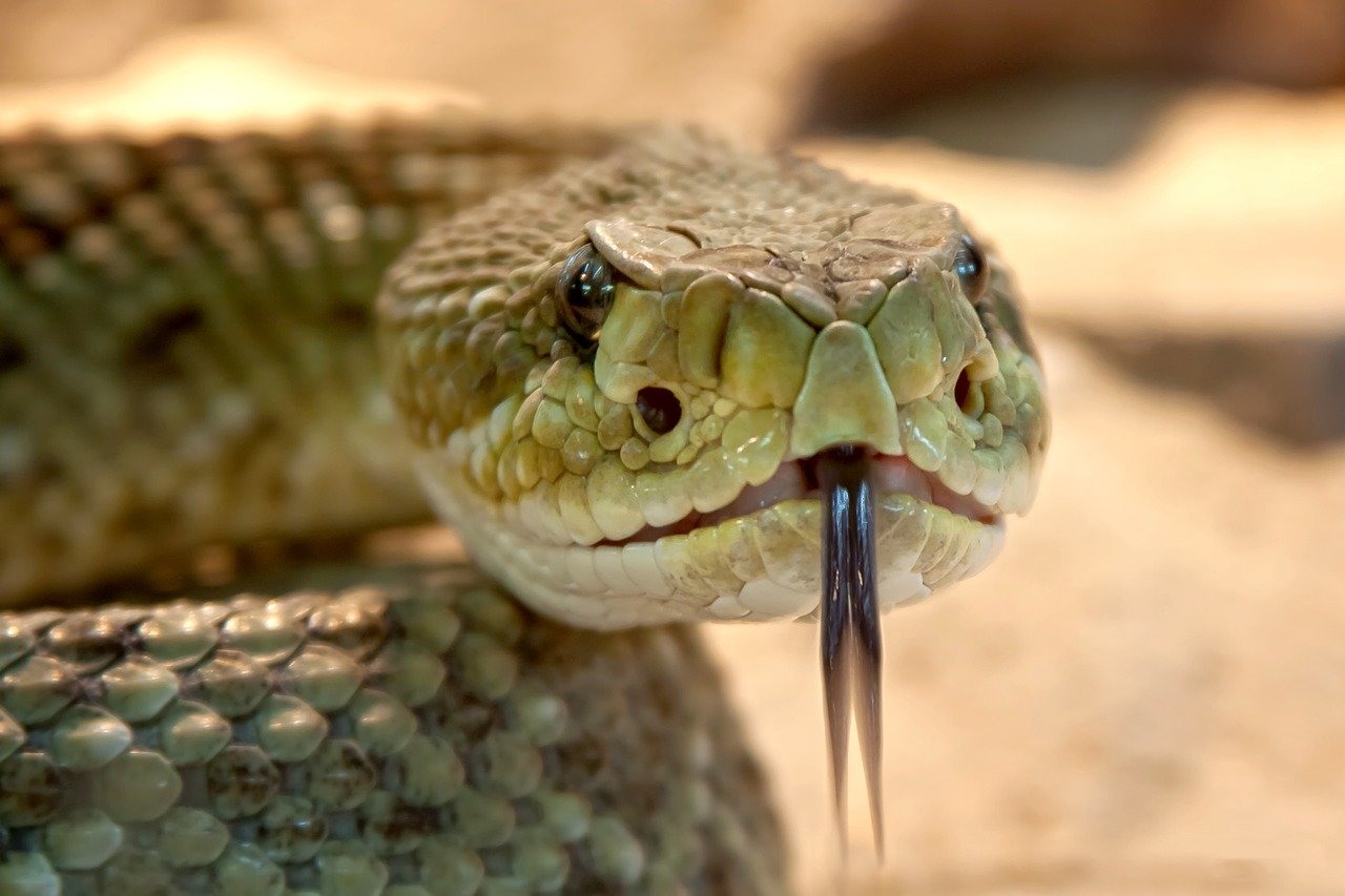 Змеи самарской области фото описание ядовитые