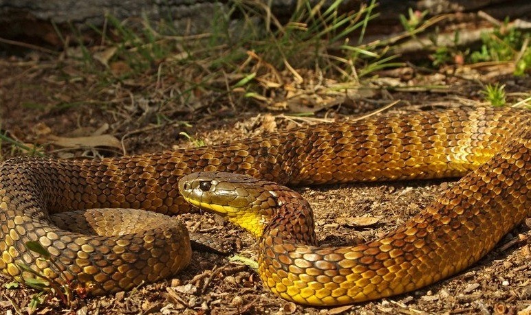 Ядовитые змеи краснодарского края фото