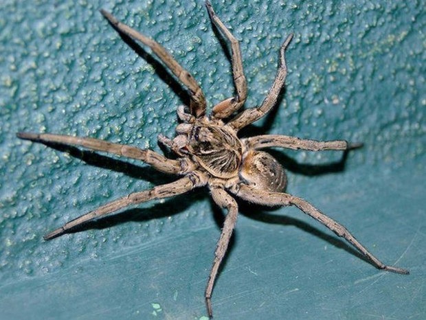 Фотографии ядовитых пауков