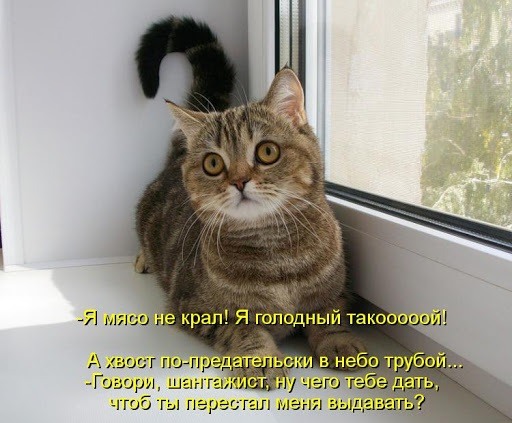 Котеночек проснулся потный голодный и злой картинка