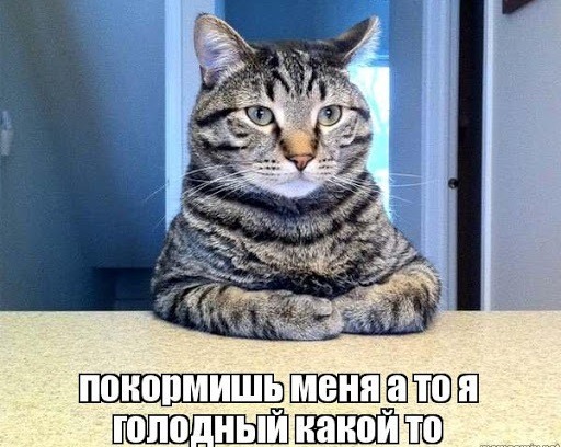 Котеночек проснулся потный голодный и злой картинка