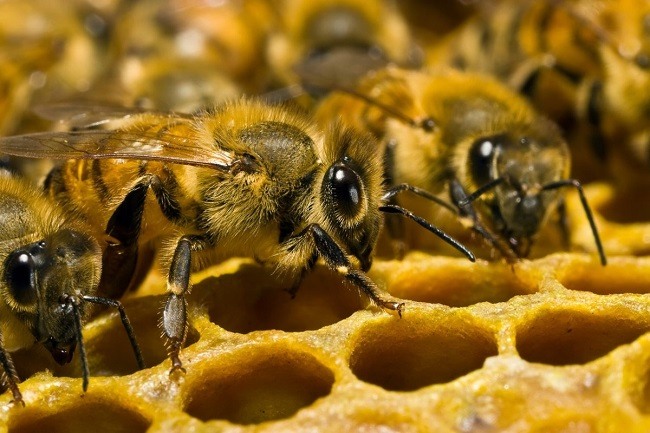 Насекомые похожие на пчел фото