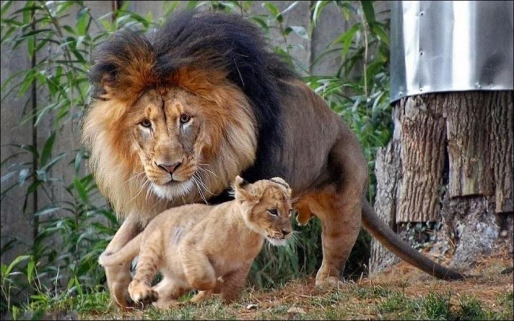 хищники львы на охоте