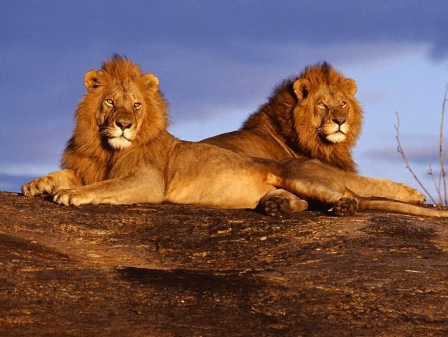 картинки львы на охоте