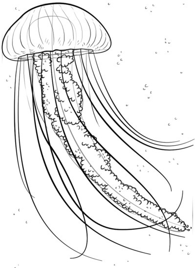 Рисунок черно белый медуза