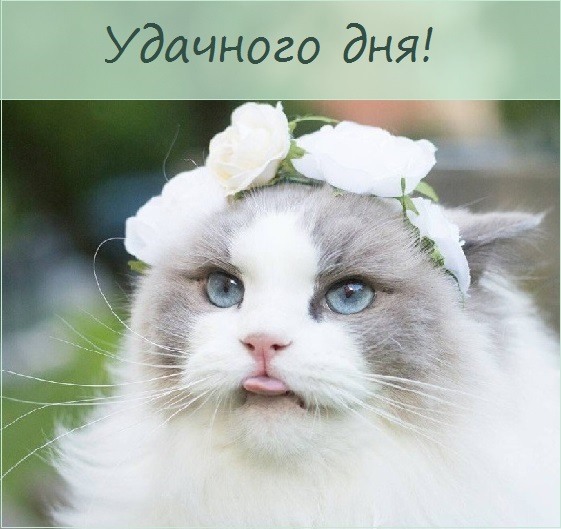 Котик хорошего дня картинки для мужчины