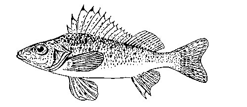 Ерш рыба рисунок