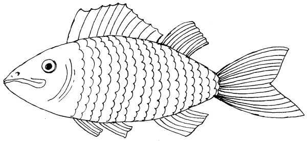 Рыба рисунок 1 класс