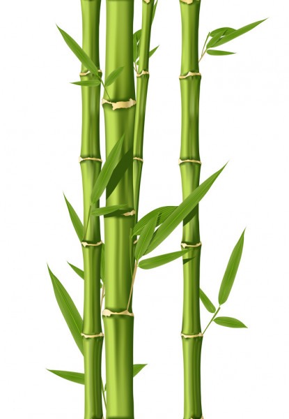 Листья бамбука рисунок