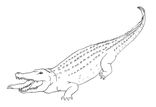 Рисунок крокодила карандашом для срисовки