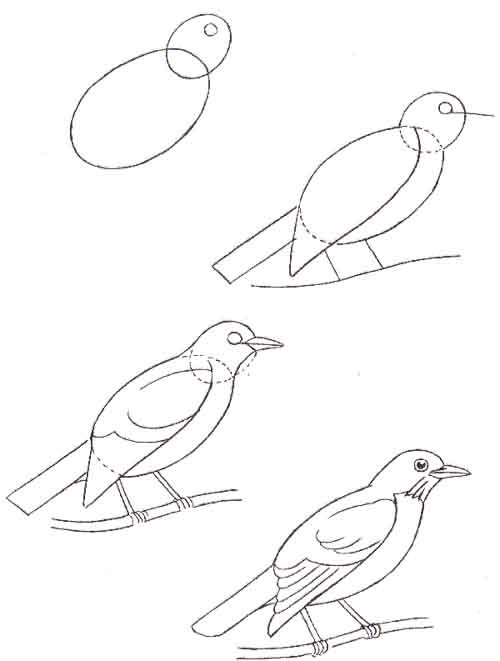 Картинки Птицы для детей (50 рисунков)