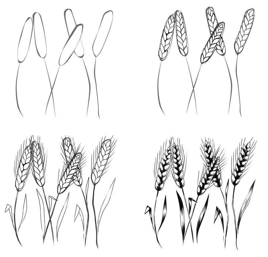 Хлебный злак рисунок