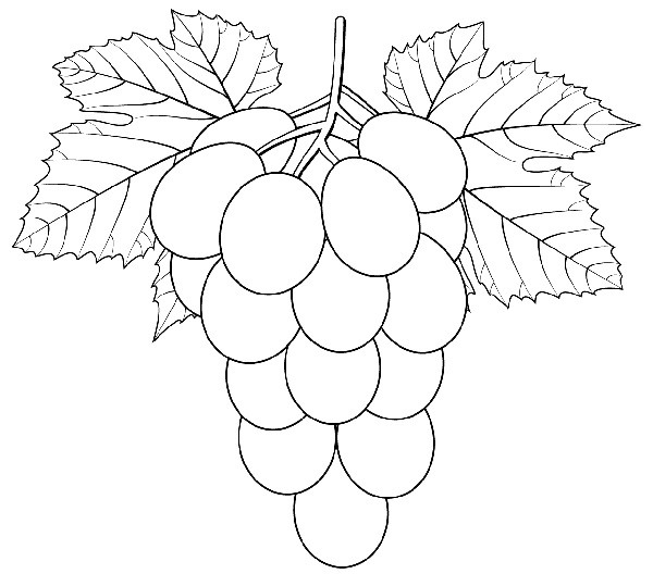 Рисунки винограда для срисовки (30 фото)