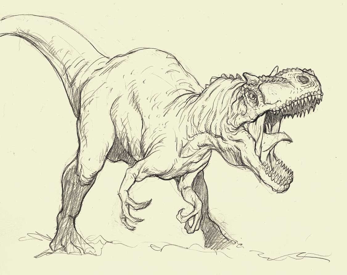 Картинки динозавров нарисовать. Аллозавр анатомия. Аллозавр референс. Тирекс анатомия. Скетч Аллозавра.