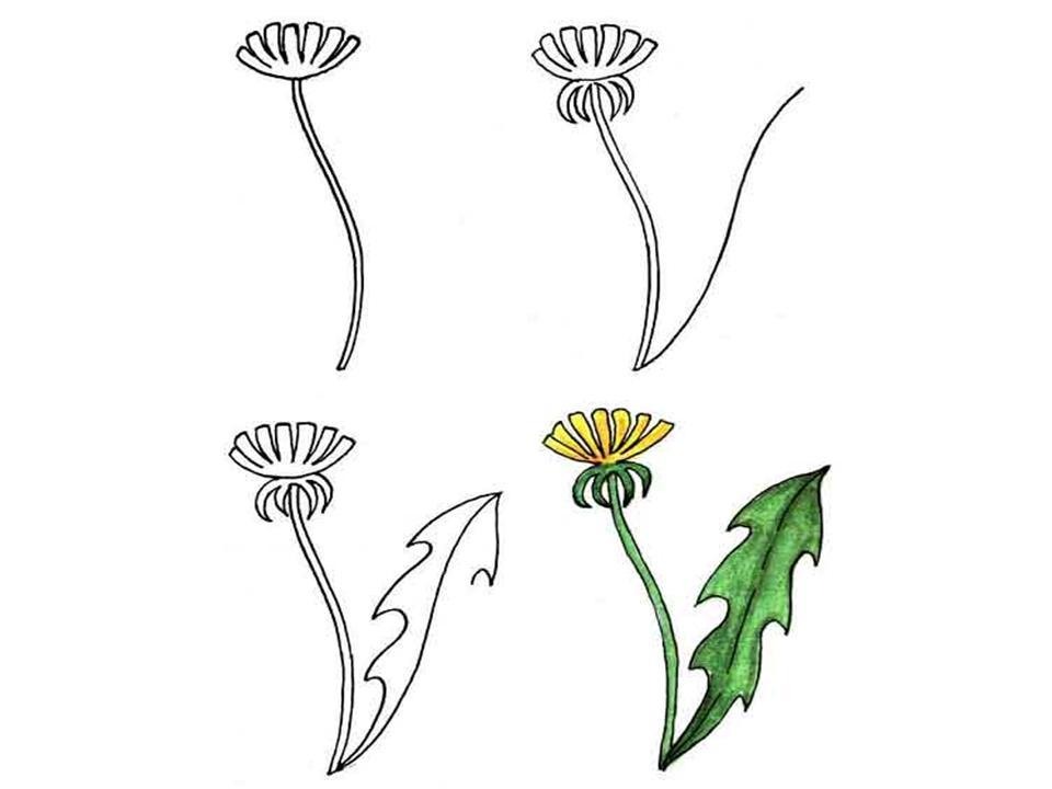 Рисунки одуванчика для срисовки
