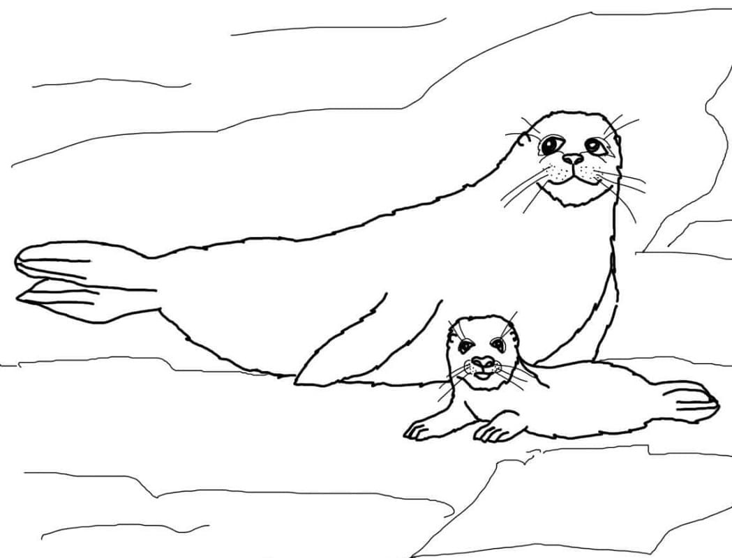 Тюлень рисунок