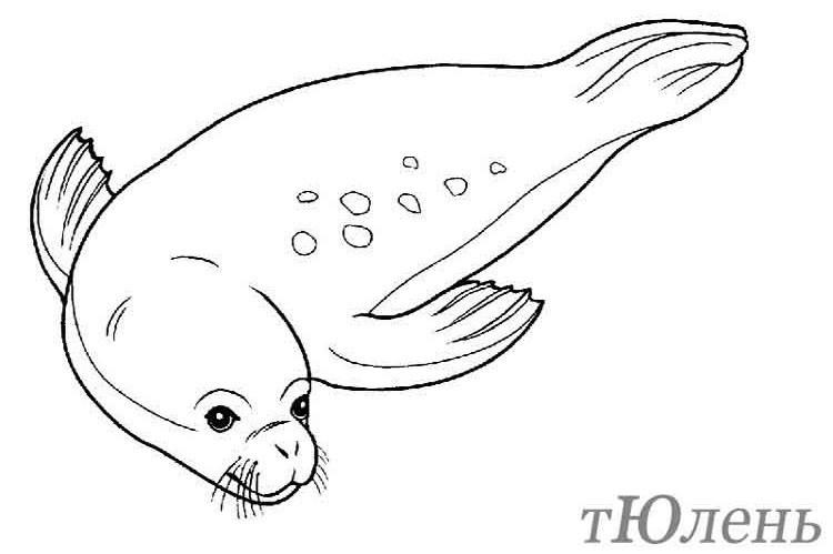 Каспийский тюлень рисунок