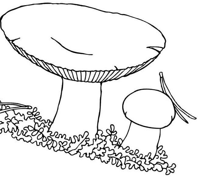 Рисунок гриба черно белый рисунок