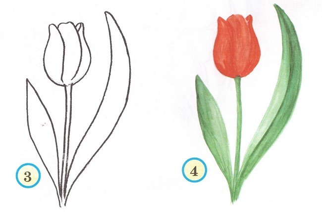 Тюльпаны картинки рисунки
