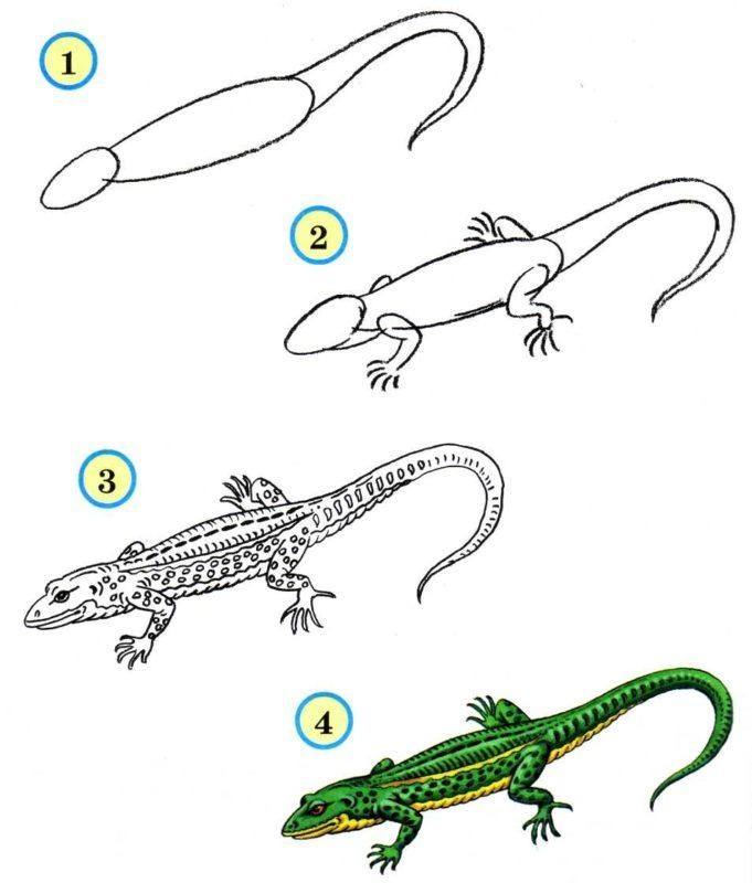 Ящерица рисунок простой