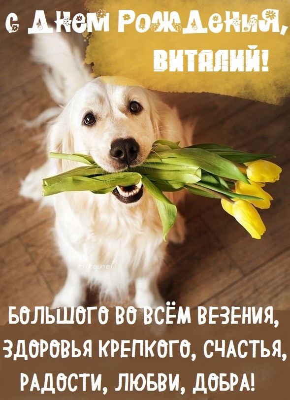 Стихи и поздравления для Виталия на день рождения