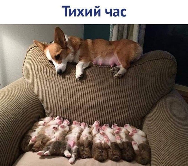 Тихий час смешные картинки