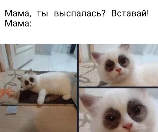 Кот не выспался картинки