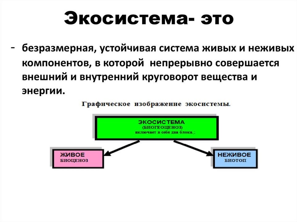 Проект на тему экосистема