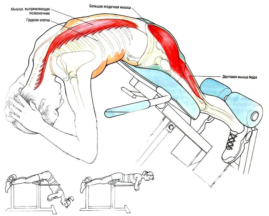 Трудиться не разгибая спины. Горизонтальная гиперэкстензия техника. Гиперэкстензия тренажер техника. Гиперэкстензия для спины техника. Гиперэкстензия техника для разгибателей позвоночника.