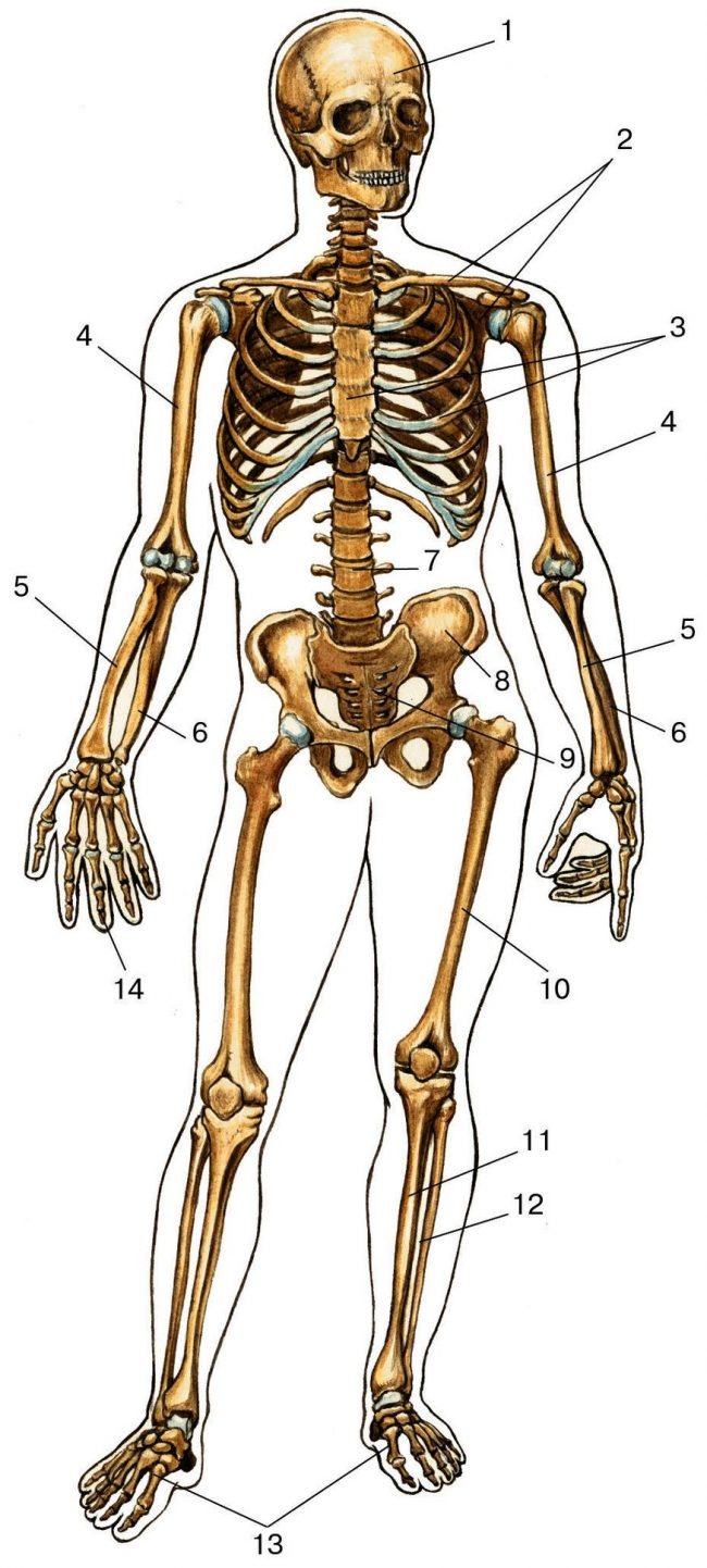 Каркас скелета человека