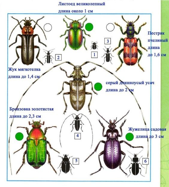 Фото жуков с названиями 1 класс жуки насекомые