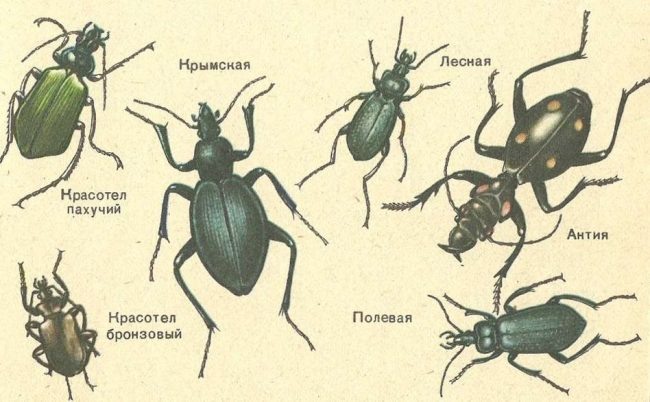 Разновидности жуков в квартире фото и названия