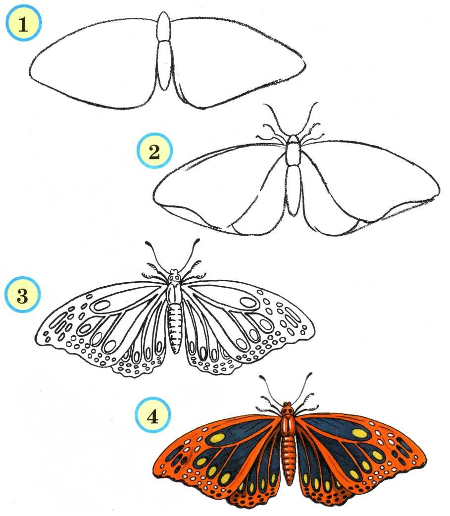 Рисунок бабочки 4 класс