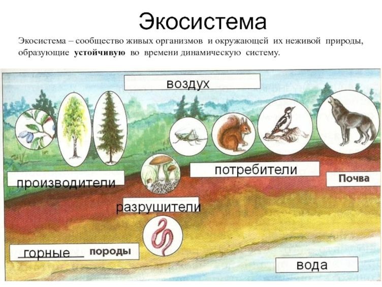 Рисунок естественной экосистемы