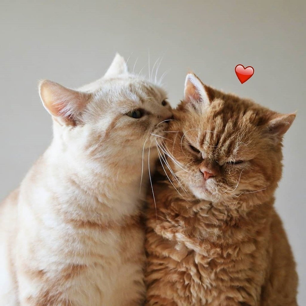 Котики любовь