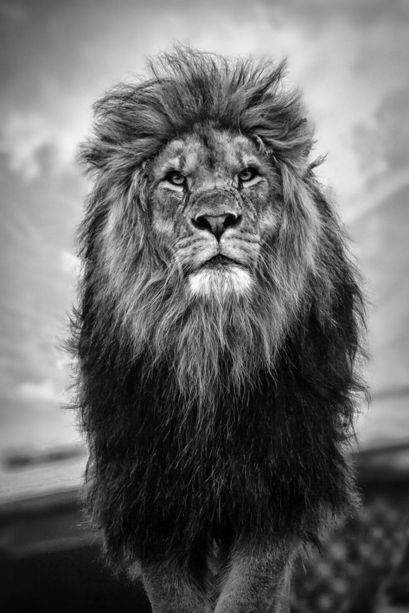 фото львов на аву
