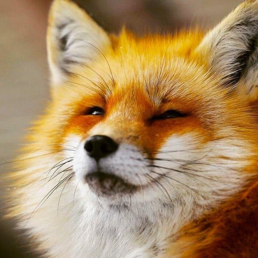 лиса улыбается фото