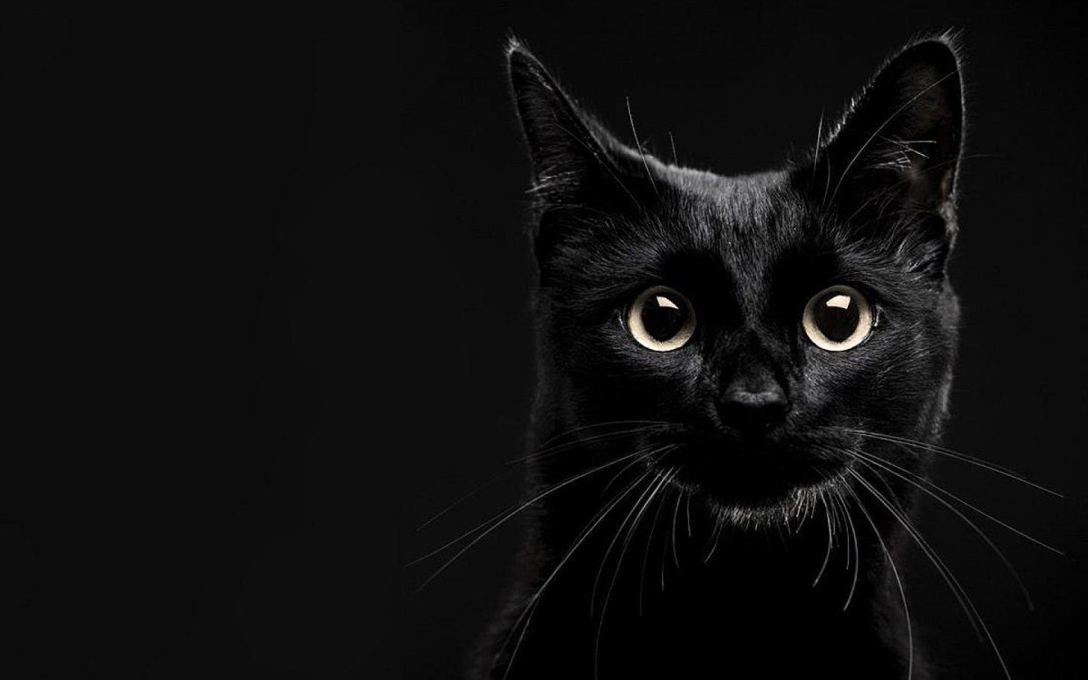 фото черного кота на аву