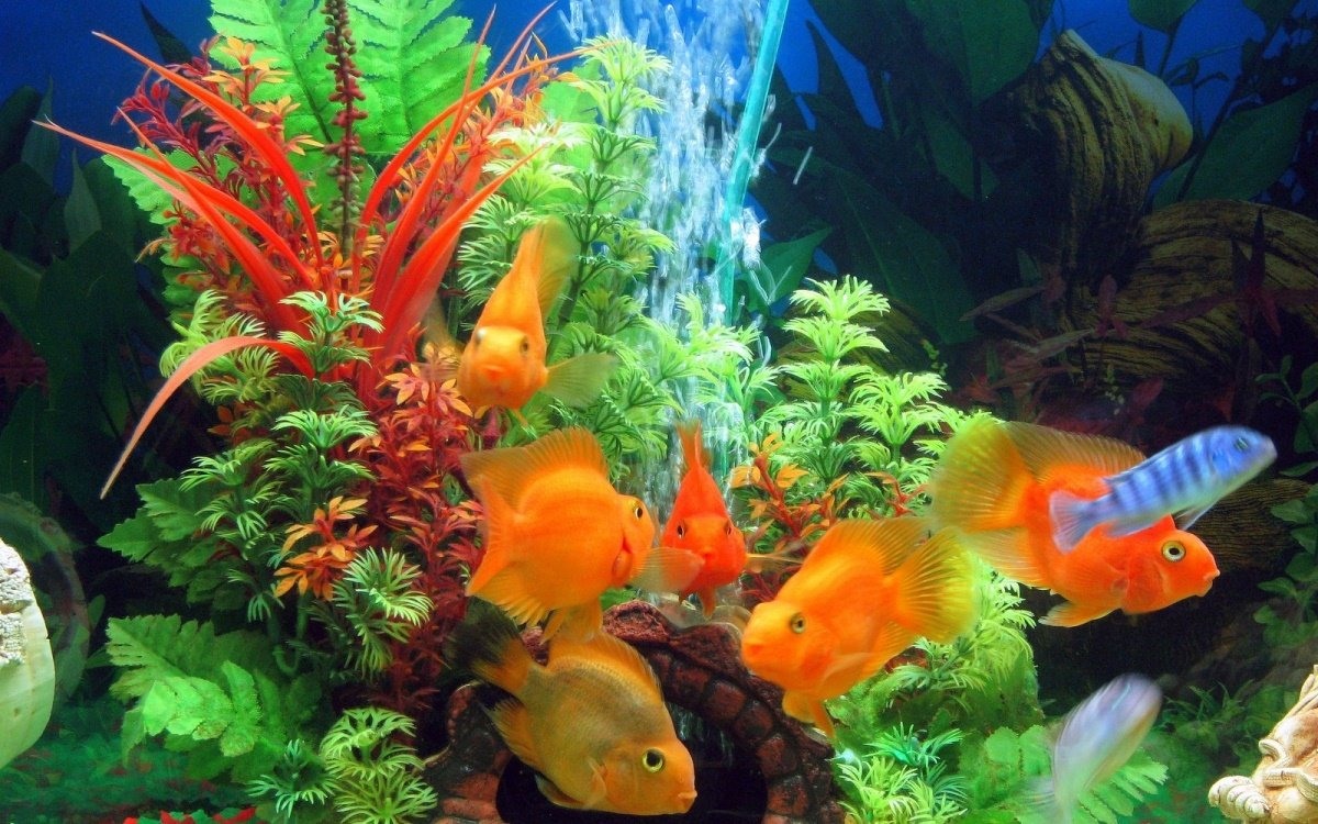 Красивые аквариумные рыбки в аквариуме