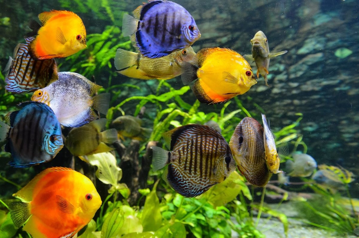 Рыбки для аквариума названия и фото