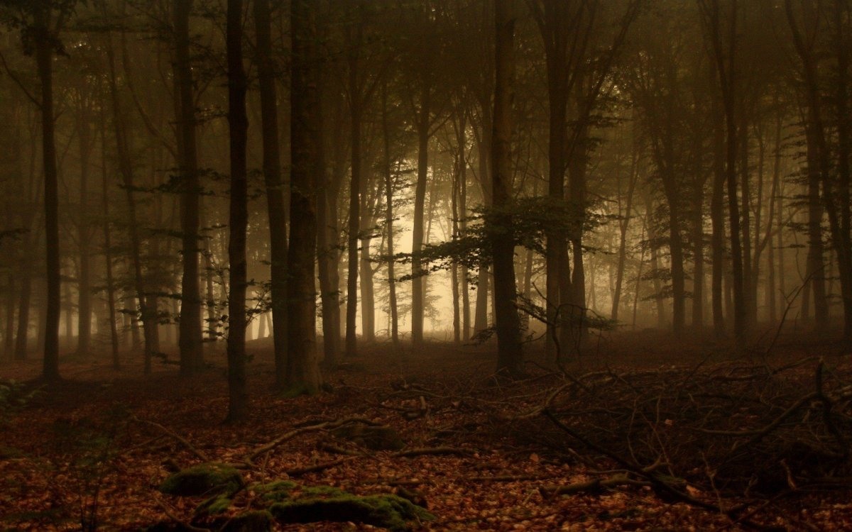 Страшный лес - красивые картинки (100 фото)
