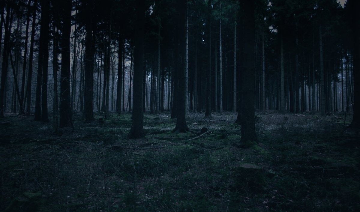 Дремучий лес фото страшный