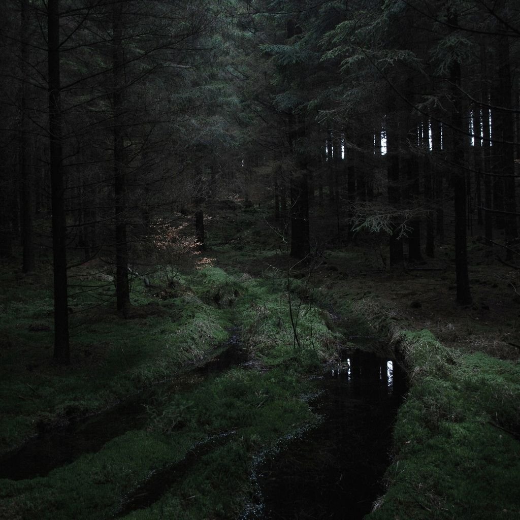 Темный лес Эстетика