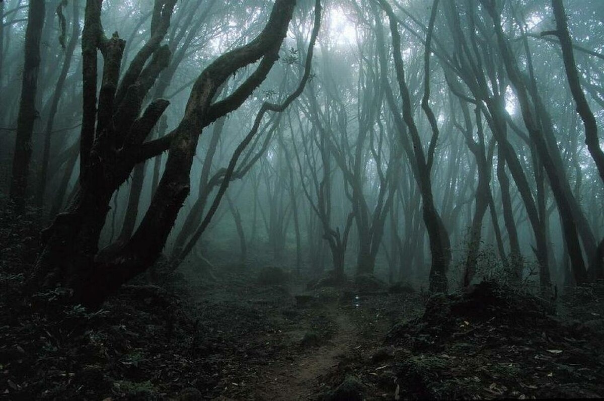 картинки страшного леса ночью