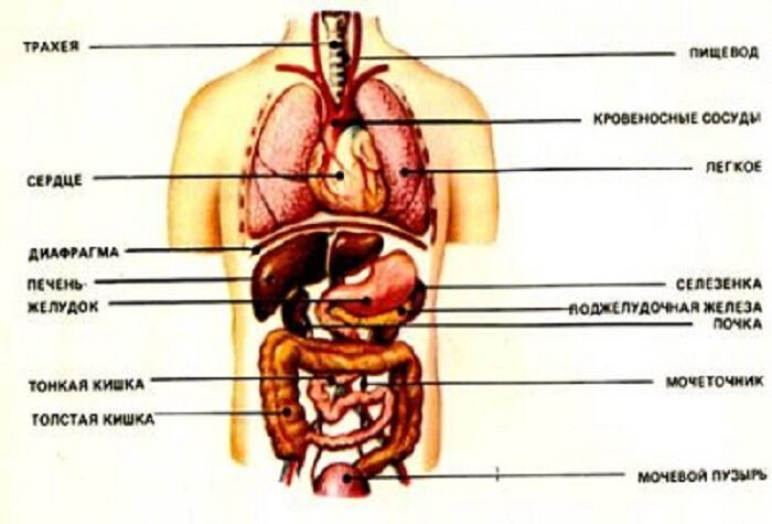 Расположение органов у человека фото с описанием