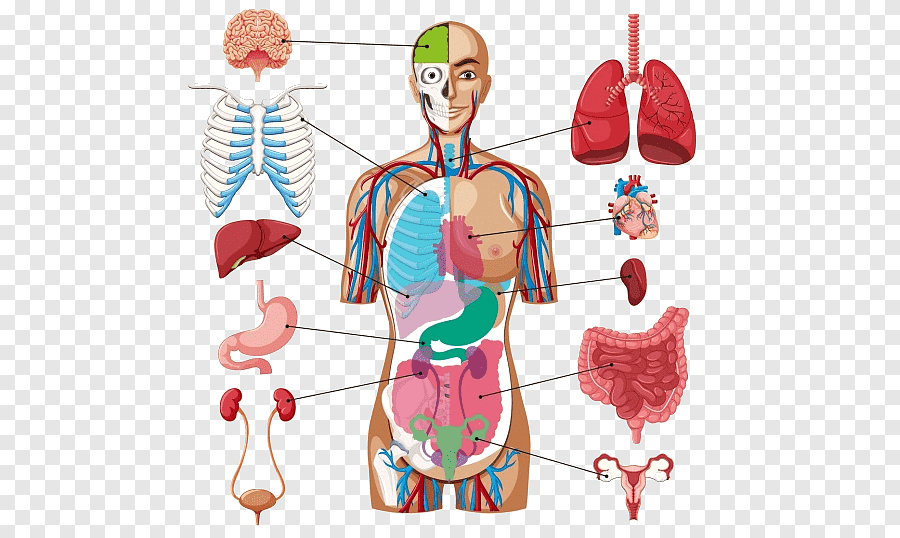 Органы тела человека в картинках