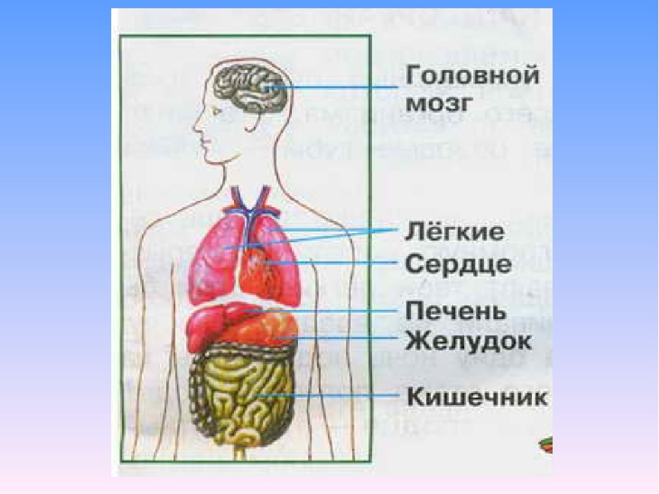 Внутренние органы человека схема расположения 4 класс