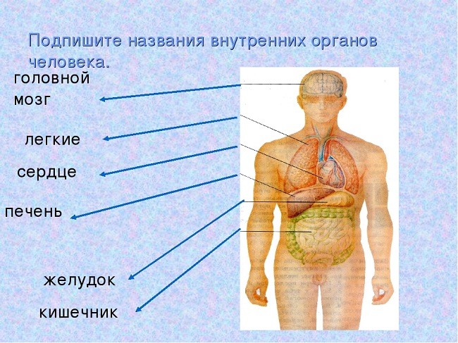 Изображение человека 4 класс окружающий мир