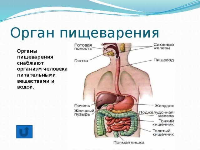 Органы пищеварения человека 3 класс. Схема системы органов человека 3 класс окружающий мир. Дыхательная система и пищеварительная система. Анатомическое строение пищеварительной системы человека. Строение пищеварительной системы 3 класс окружающий мир.