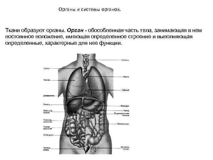 Организм человека фото внутренние органы мужчины схема и описание